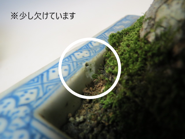 盆栽 寒ぐみ