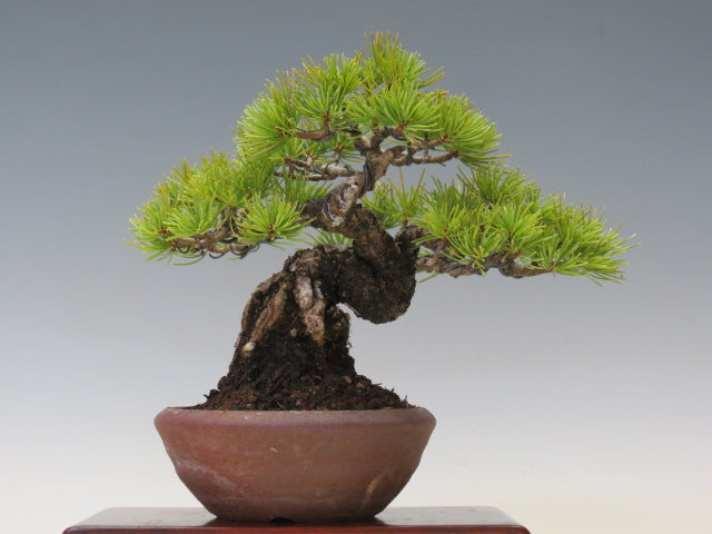 五葉松　松柏盆栽
