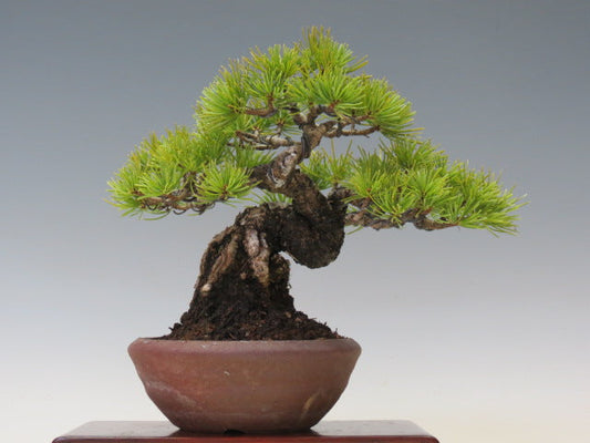 五葉松　松柏盆栽