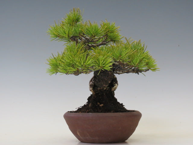 五葉松　松柏盆栽