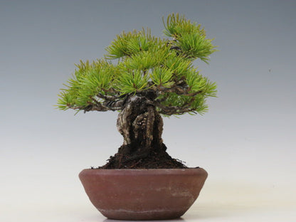 五葉松　松柏盆栽