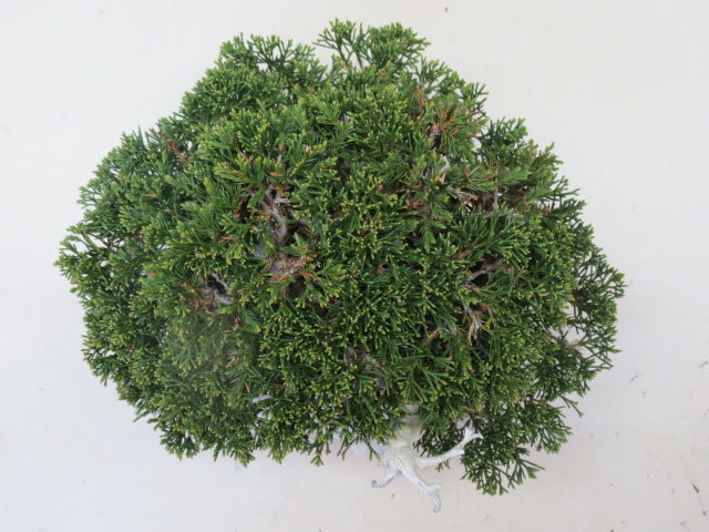 盆栽 真柏（糸魚川）