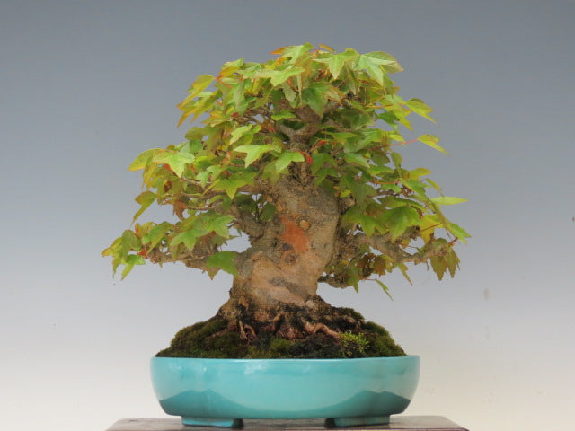 盆栽 かえで