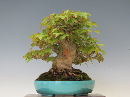 盆栽 かえで