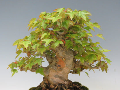 盆栽 かえで