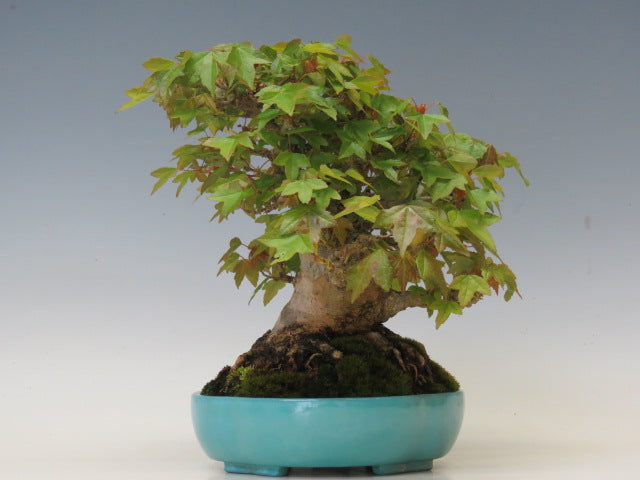 盆栽 かえで