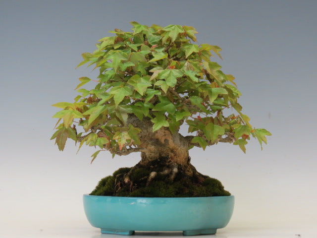 盆栽 かえで