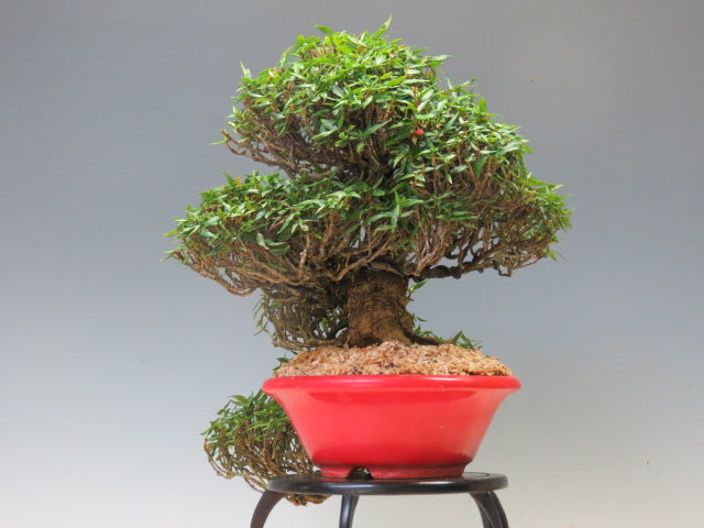 盆栽 縮緬かずら