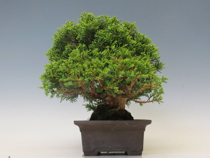 盆栽 真柏（糸魚川）