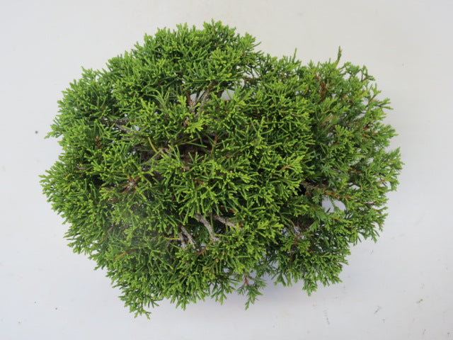 盆栽 真柏（糸魚川）