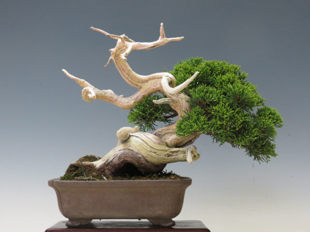 盆栽 真柏（糸魚川）