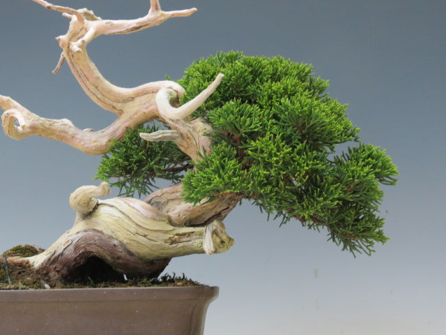 盆栽 真柏（糸魚川）