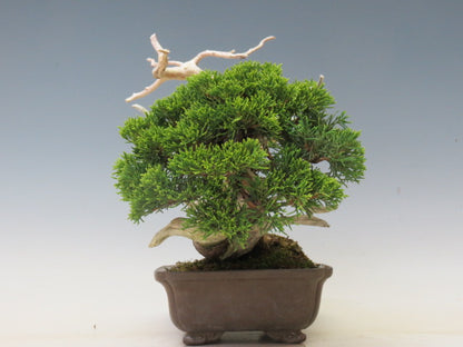 盆栽 真柏（糸魚川）