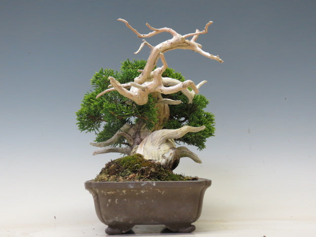 盆栽 真柏（糸魚川）