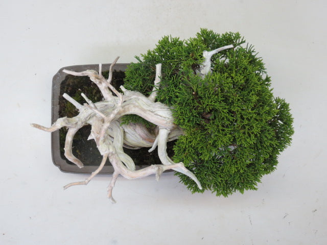 盆栽 真柏（糸魚川）