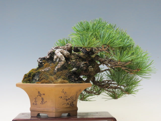 盆栽 五葉松