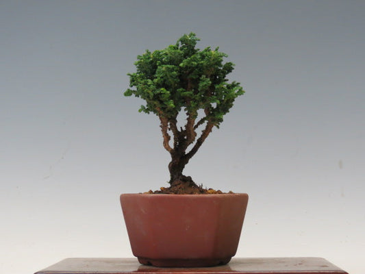 盆栽　石化ひのき