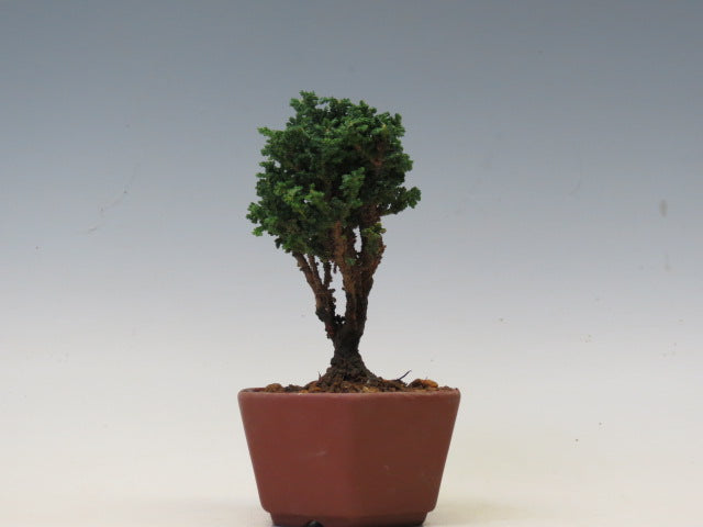 盆栽　石化ひのき