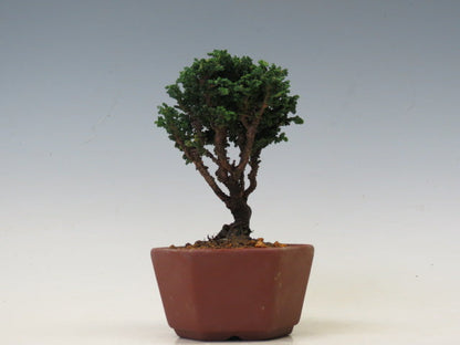 盆栽　石化ひのき