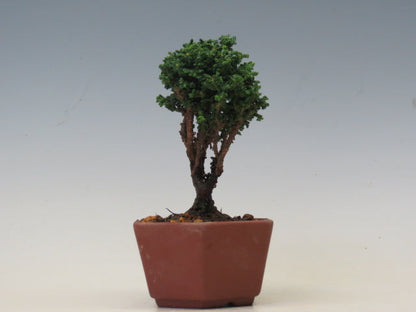 盆栽　石化ひのき