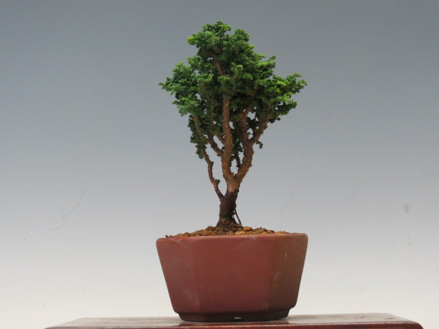 盆栽　石化ひのき