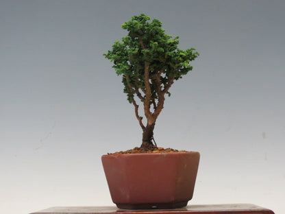盆栽　石化ひのき