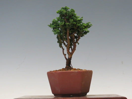 盆栽　石化ひのき