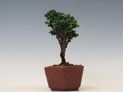盆栽　石化ひのき