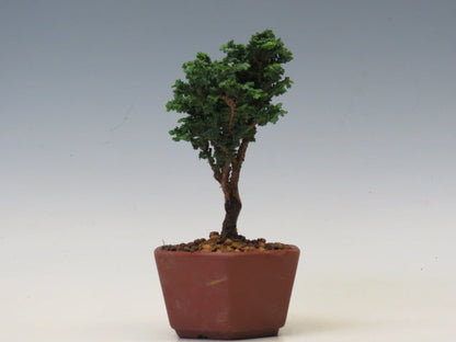 盆栽　石化ひのき