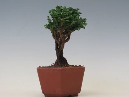 盆栽　石化ひのき（売約済）