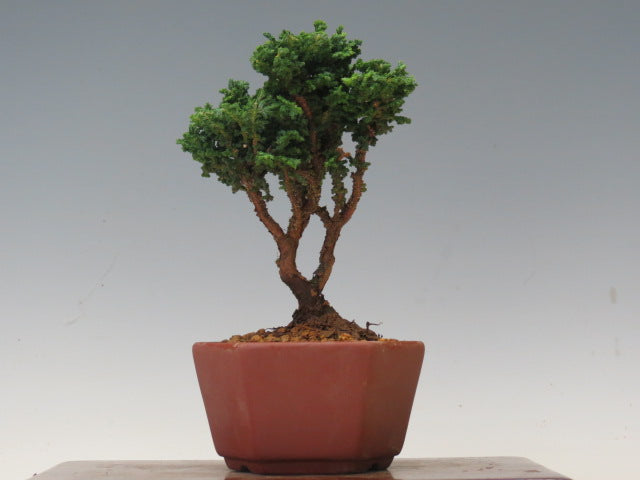 盆栽　石化ひのき（売約済）