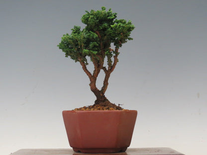 盆栽　石化ひのき（売約済）
