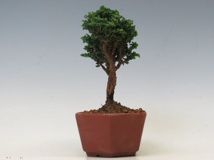 盆栽　石化ひのき（売約済）