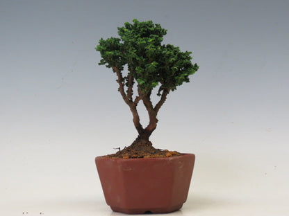 盆栽　石化ひのき（売約済）