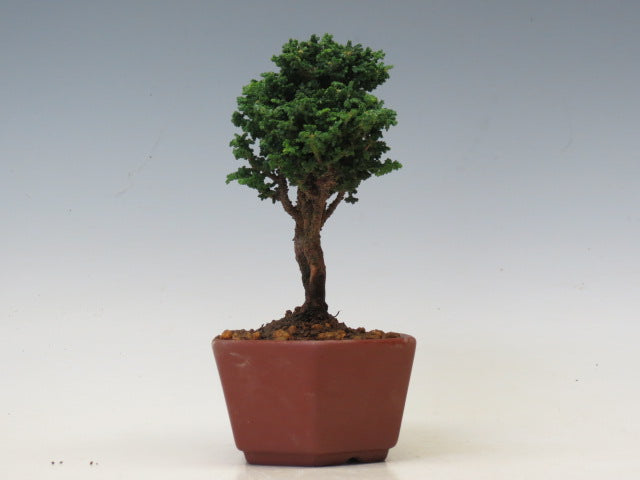 盆栽　石化ひのき（売約済）