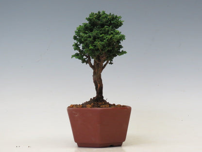 盆栽　石化ひのき（売約済）