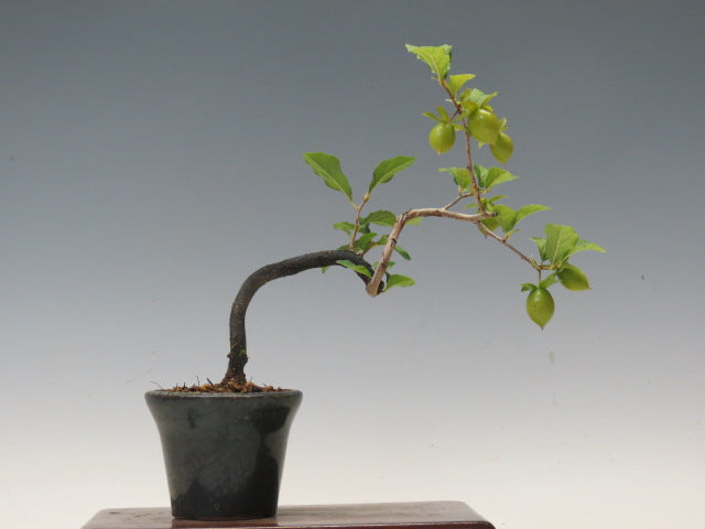 盆栽　ろうや柿