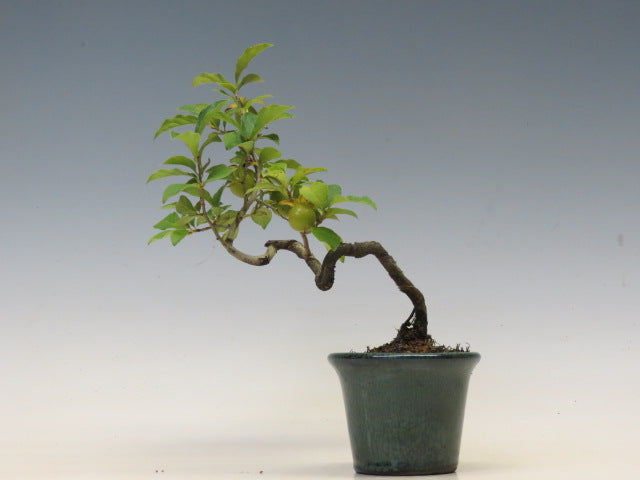 盆栽　ろうや柿
