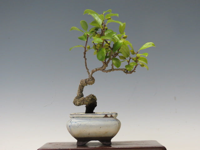 盆栽　つる梅もどき（照葉）