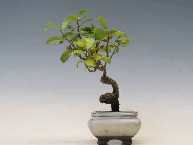 盆栽　つる梅もどき（照葉）
