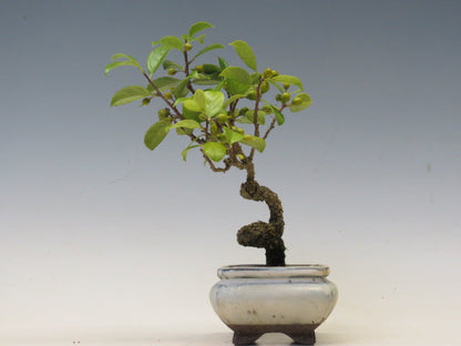 盆栽　つる梅もどき（照葉）