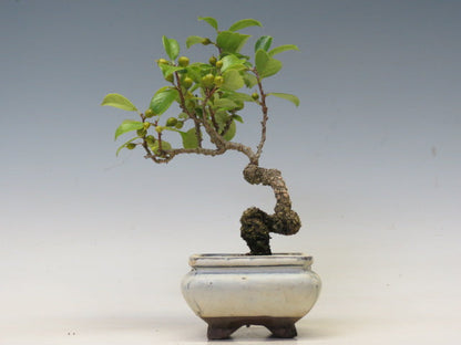 盆栽　つる梅もどき（照葉）