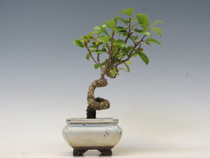 盆栽　つる梅もどき（照葉）