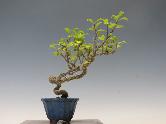 盆栽　つる梅もどき（照葉）