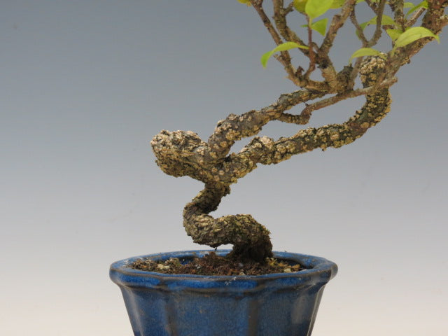 盆栽　つる梅もどき（照葉）