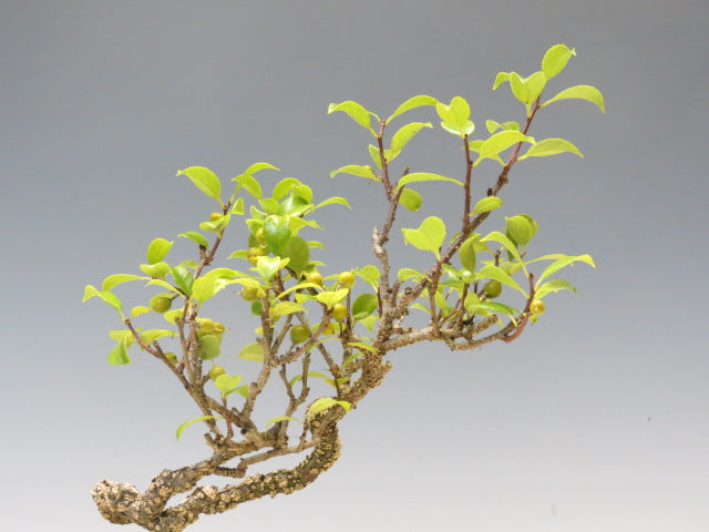 盆栽　つる梅もどき（照葉）