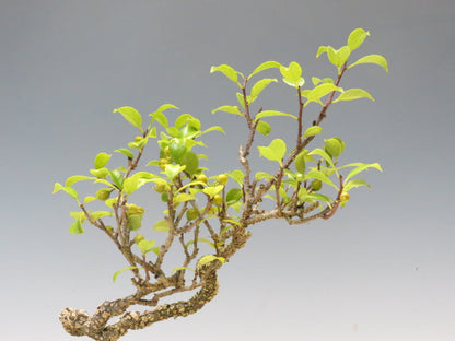 盆栽　つる梅もどき（照葉）