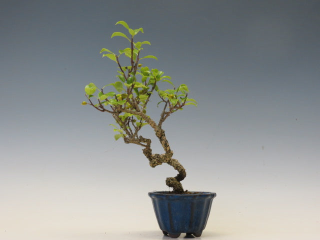 盆栽　つる梅もどき（照葉）