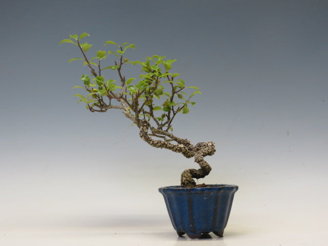 盆栽　つる梅もどき（照葉）