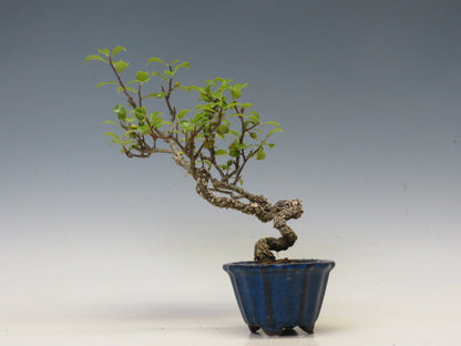 盆栽　つる梅もどき（照葉）